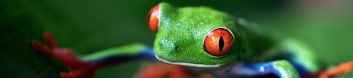 Zeitmanagement-Methode: Eat the frog die Eat the Frog Methode für ein besseres Zeitmanagement